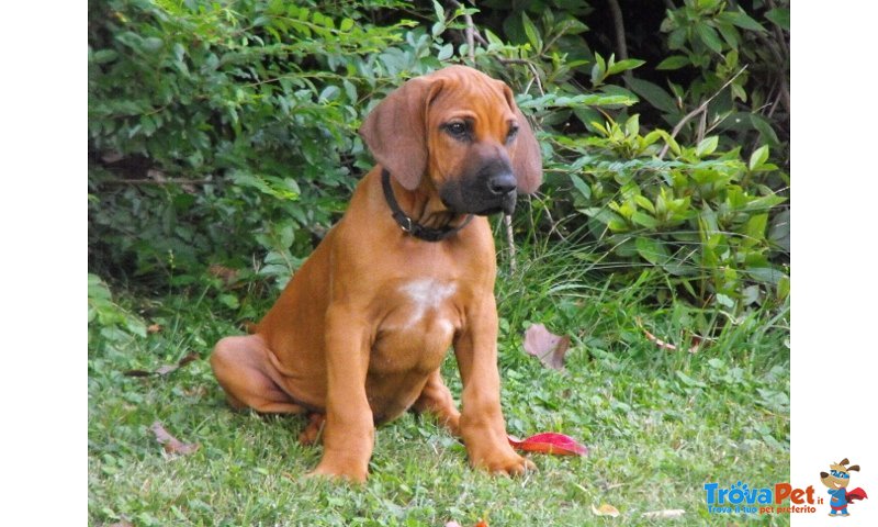 Cuccioli Rhodesian Ridgeback - Foto n. 8