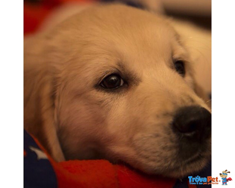 Cuccioli Golden a Retriever alta Genealogia - Foto n. 1