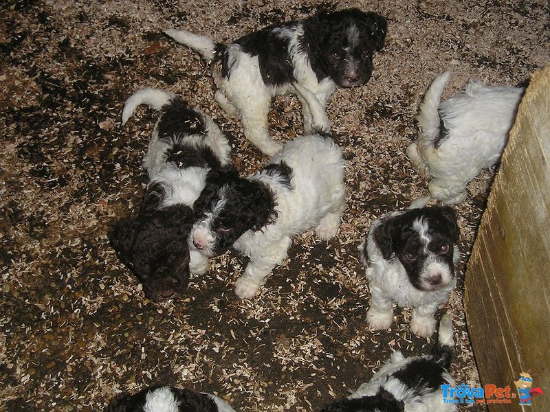 Lagotto Romagnolo Ottimi da Tartufi - Foto n. 2