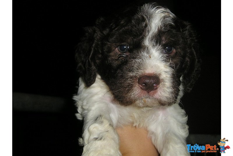 Lagotto Romagnolo Ottimi da Tartufi - Foto n. 1