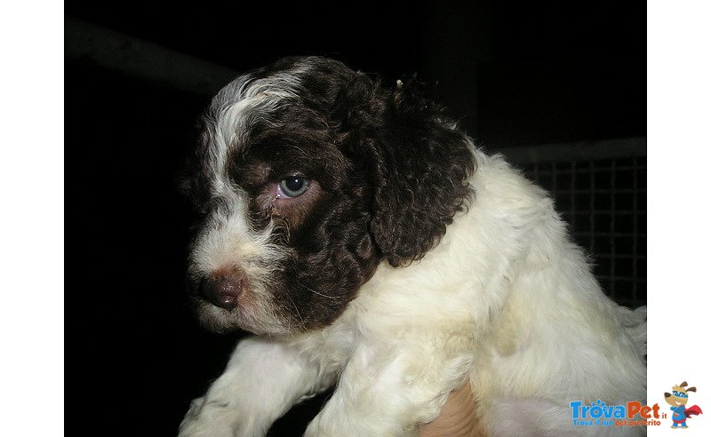 Lagotto Romagnolo Ottimi da Tartufi - Foto n. 3