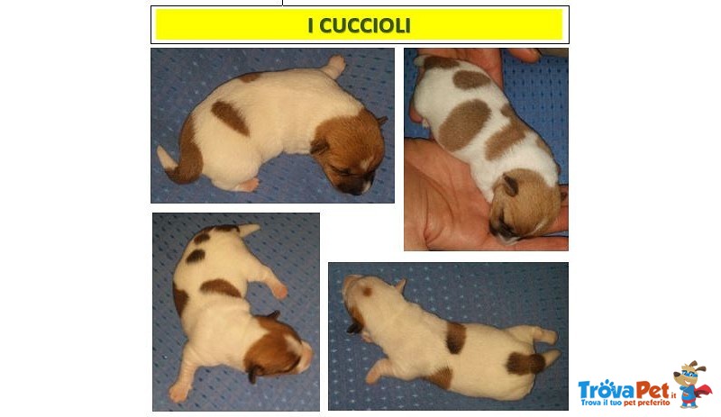 Stupendi Cuccioli di jack Russel Terrier Zampa Corta - Foto n. 7