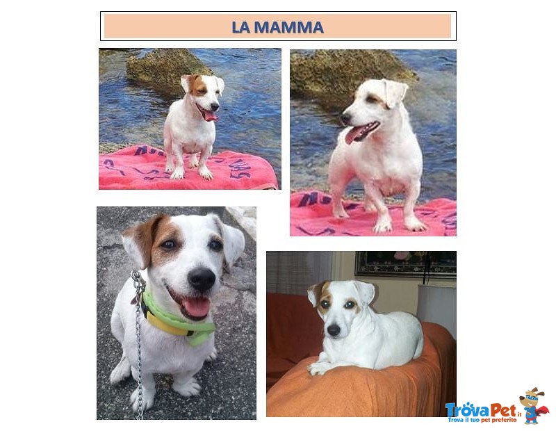 Stupendi Cuccioli di jack Russel Terrier Zampa Corta - Foto n. 10