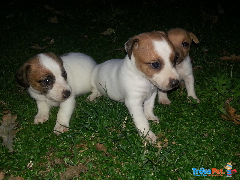 Jack Russel Bellissimi Cuccioli - Foto n. 1