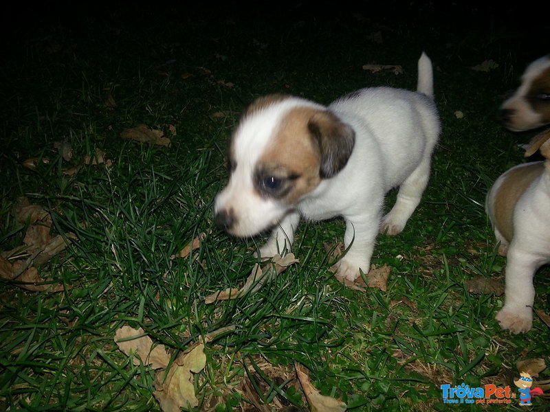 Jack Russel Bellissimi Cuccioli - Foto n. 2