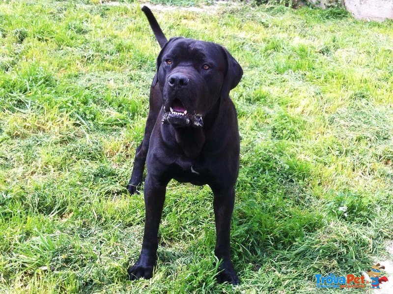 Cane Corso Disponibile per Accoppiamento - Foto n. 4