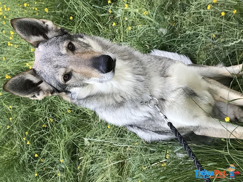 Lupo Cecoslovacco per Accoppiamento - Foto n. 1