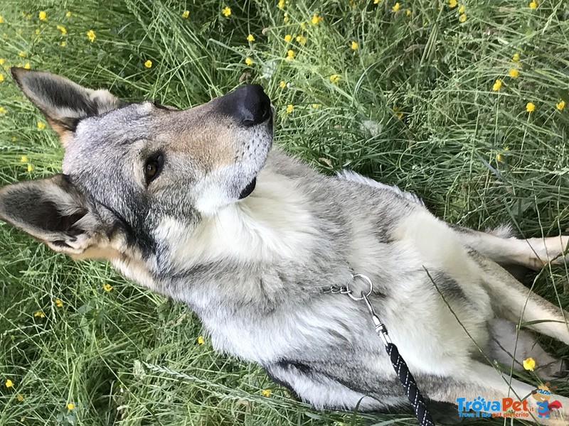 Lupo Cecoslovacco per Accoppiamento - Foto n. 2