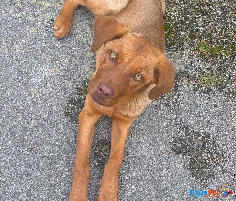 Ted Cucciolo Taglia Media Cerca la sua Mamma - Foto n. 2