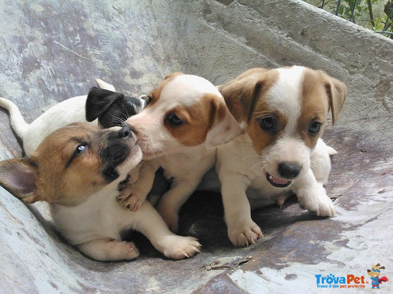 Cuccioli di jack Russel Toy - Foto n. 1