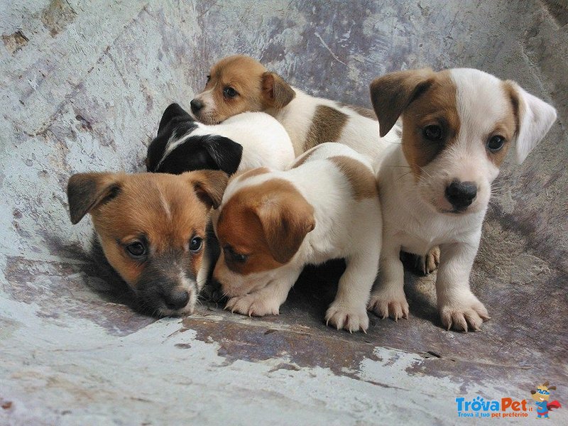 Cuccioli di jack Russel Toy - Foto n. 2