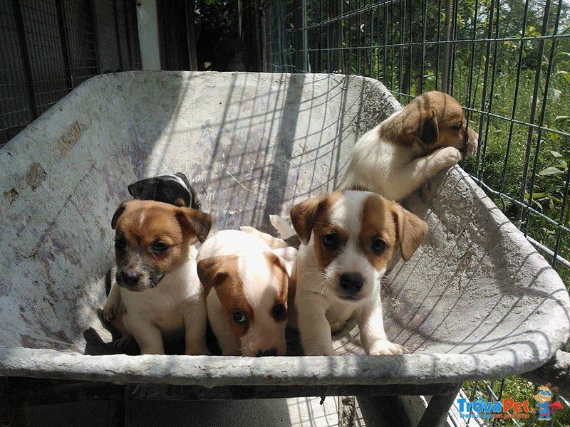 Cuccioli di jack Russel Toy - Foto n. 3