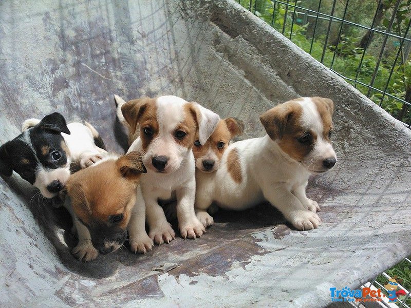 Cuccioli di jack Russel Toy - Foto n. 4