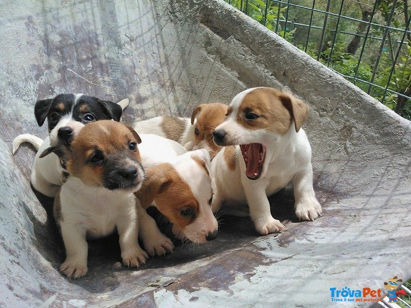 Cuccioli di jack Russel Toy - Foto n. 5