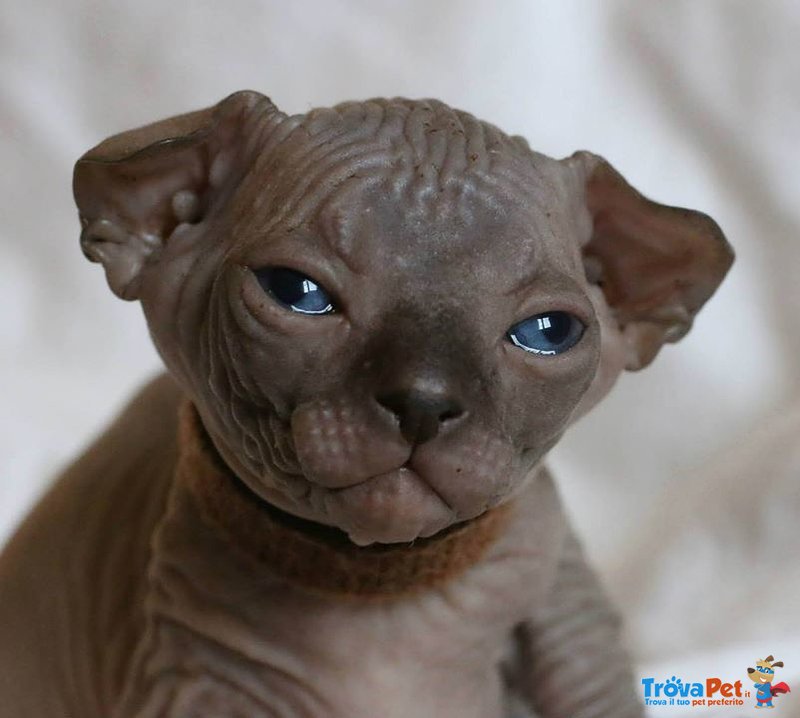 Cuccioli di Gatto di Razza Sphynx con Pedigree - Foto n. 1