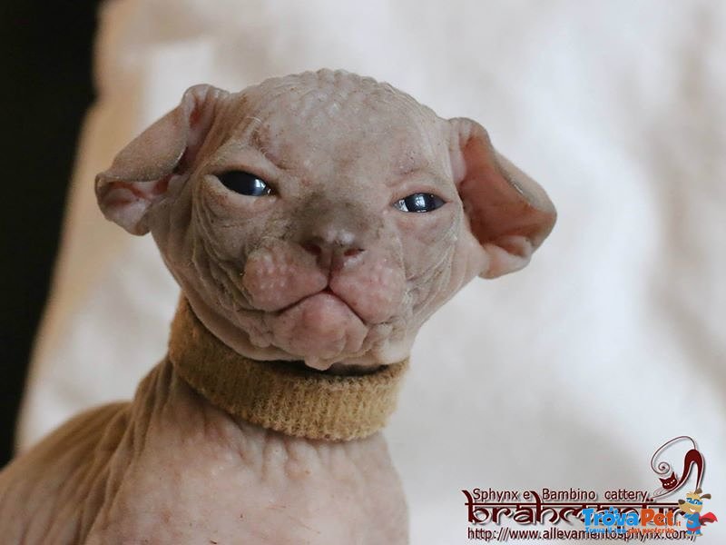 Cuccioli di Gatto di Razza Sphynx con Pedigree - Foto n. 2