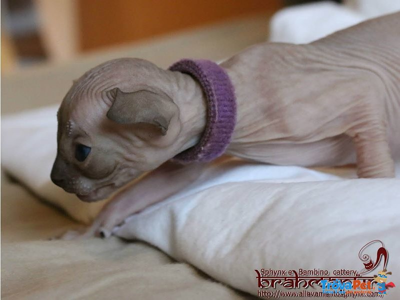 Cuccioli di Gatto di Razza Sphynx con Pedigree - Foto n. 3