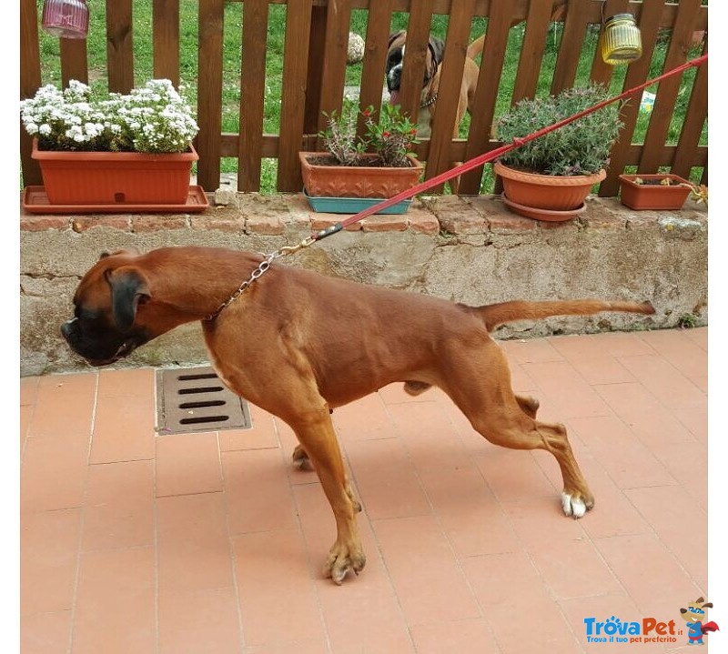 Boxer Fulvo per Accoppiamento - Foto n. 2