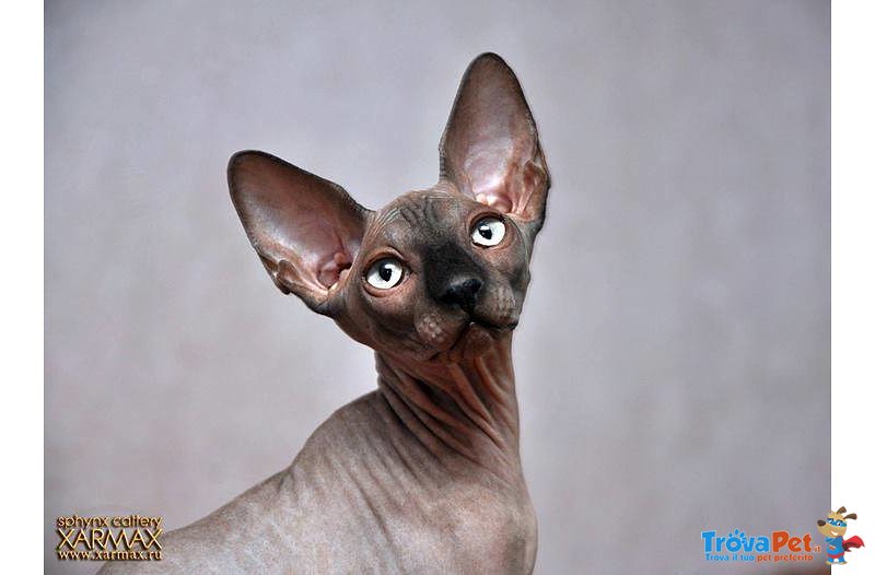 Cuccioli di Gatto di Razza Sphynx con Pedigree - Foto n. 5