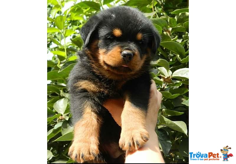 Cuccioli Rottweiler - Foto n. 2