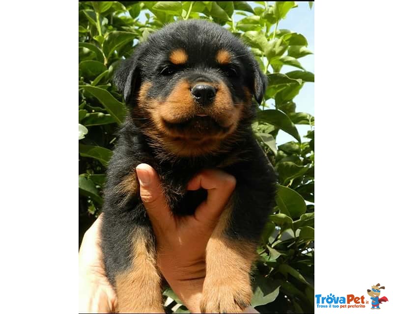 Cuccioli Rottweiler - Foto n. 1