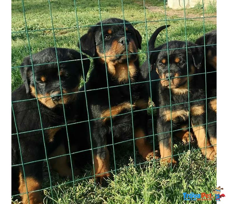 Cuccioli Rottweiler - Foto n. 3