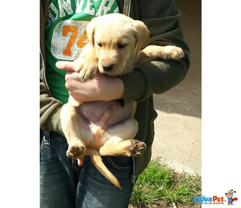 Labrador Miele e neri Cuccioli - Foto n. 1