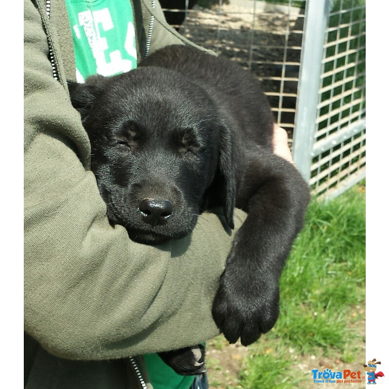 Labrador Miele e neri Cuccioli - Foto n. 2