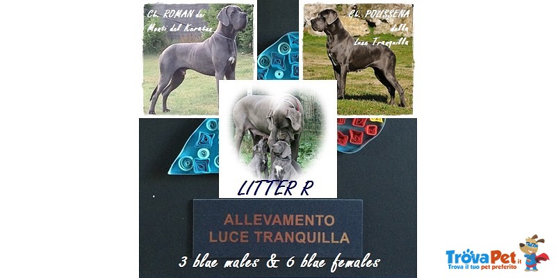 Alano blu Cucciolo Maschio Disponibile - Foto n. 7