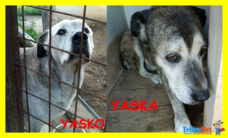 Yasko e Yaska Adozione D'amore Teneri Nonni 13 anni da 12 in Canile - Foto n. 1
