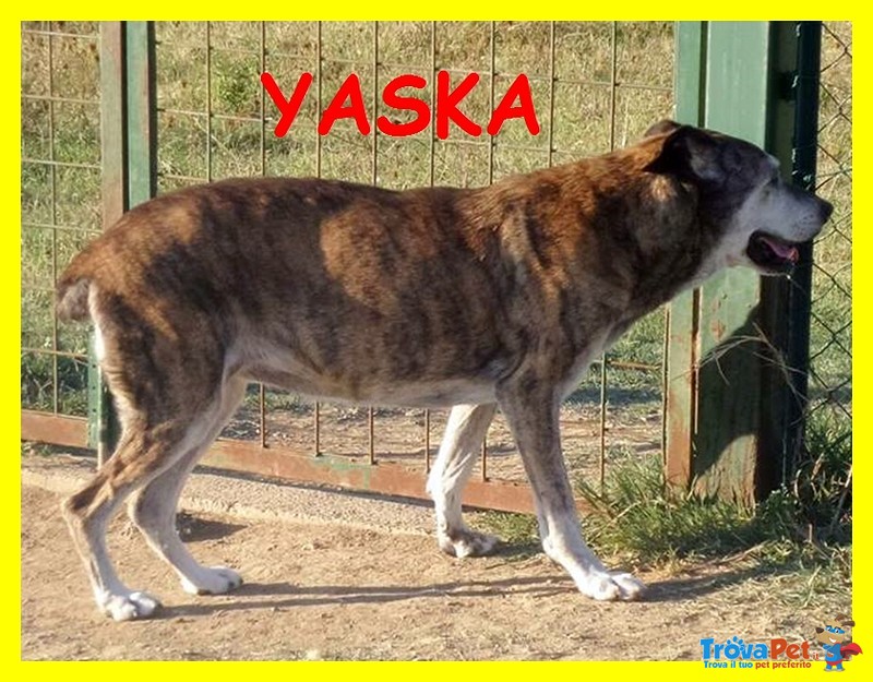 Yasko e Yaska Adozione D'amore Teneri Nonni 13 anni da 12 in Canile - Foto n. 3