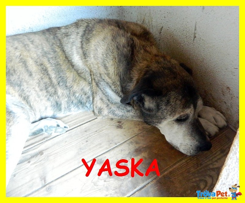 Yasko e Yaska Adozione D'amore Teneri Nonni 13 anni da 12 in Canile - Foto n. 4