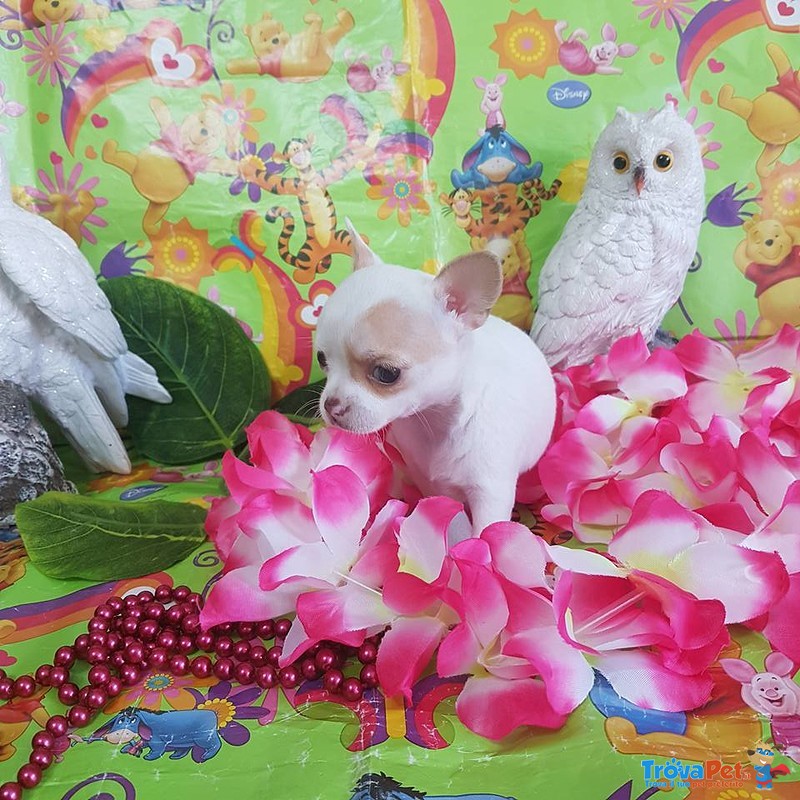 Chihuahua Femmina pelo raso Mosca Bianco Arancio Briseide - Foto n. 2