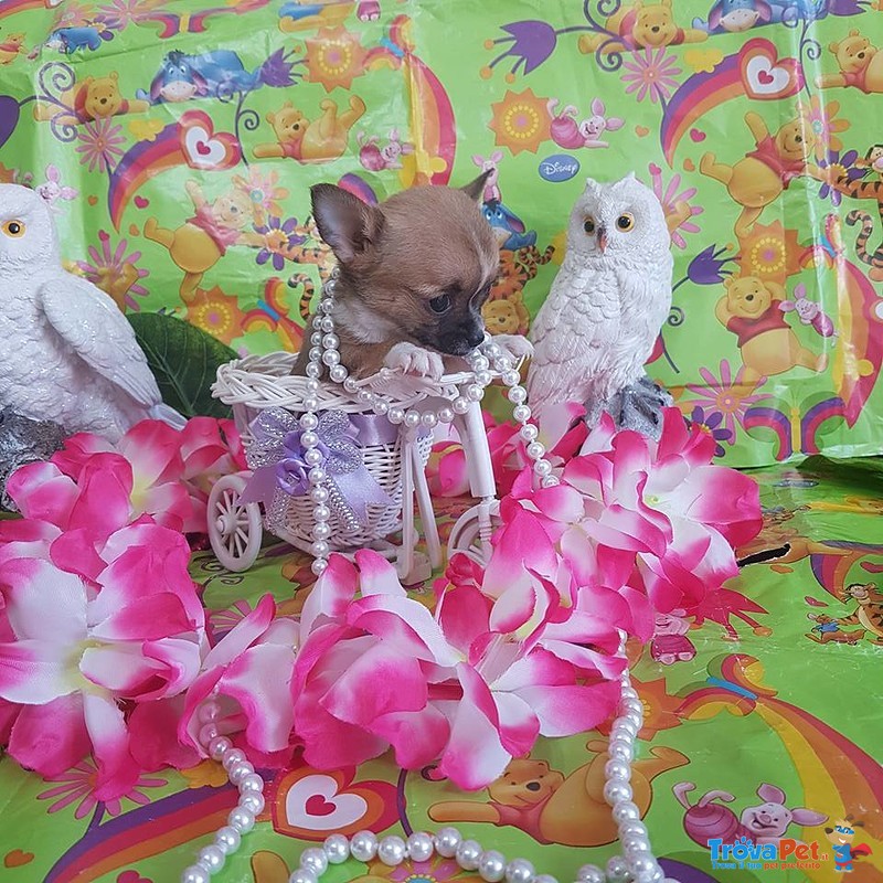 Chihuahua Femmina pelo raso Fulvo Carbonato mini Toy - Foto n. 2