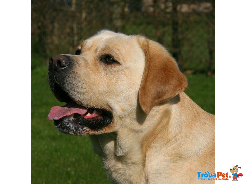 Prestigiosa Cucciolata Labrador Biondi in Arrivo - Foto n. 1