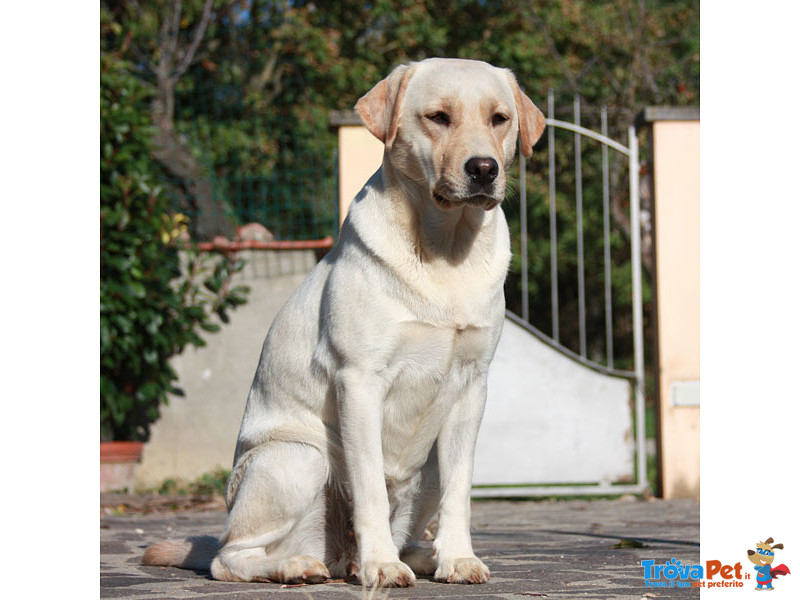 Prestigiosa Cucciolata Labrador Biondi in Arrivo - Foto n. 2