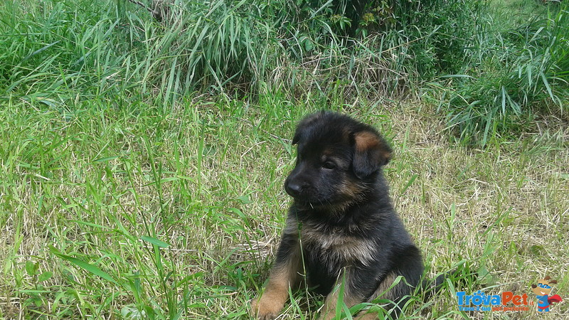 Cuccioli Disponibili dai Primi di Giugno - Foto n. 2