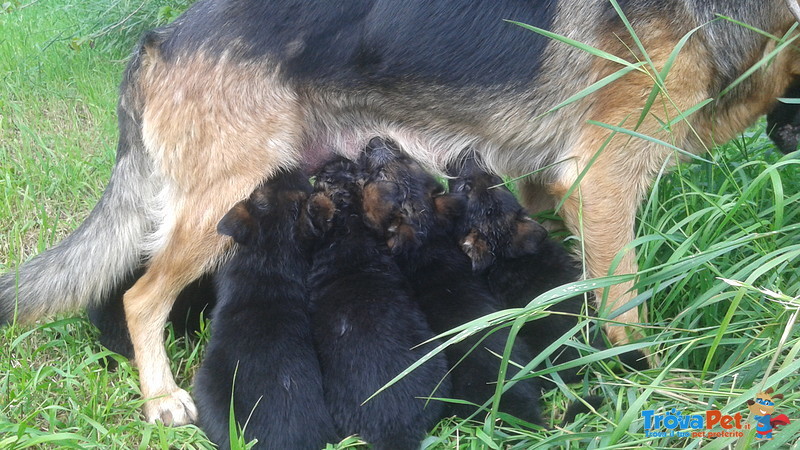 Cuccioli Disponibili dai Primi di Giugno - Foto n. 4