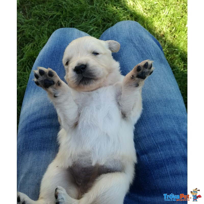 Cuccioli Golden Retriever di alta Genealogia - Foto n. 1