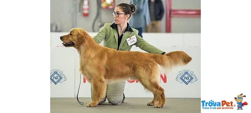 Cuccioli Golden Retriever di alta Genealogia - Foto n. 2