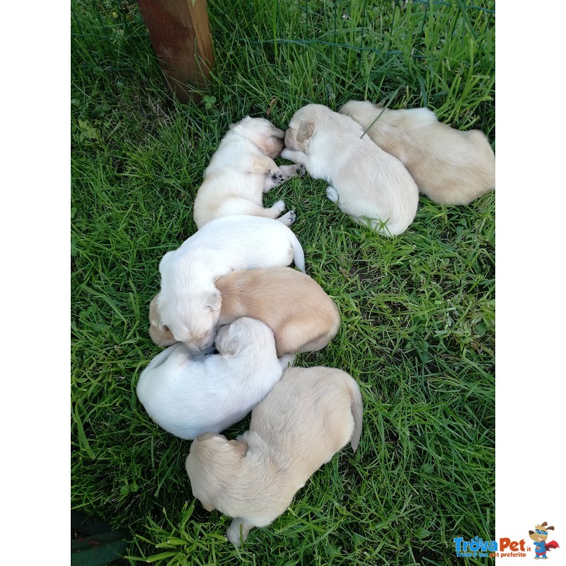 Cuccioli Golden Retriever di alta Genealogia - Foto n. 3