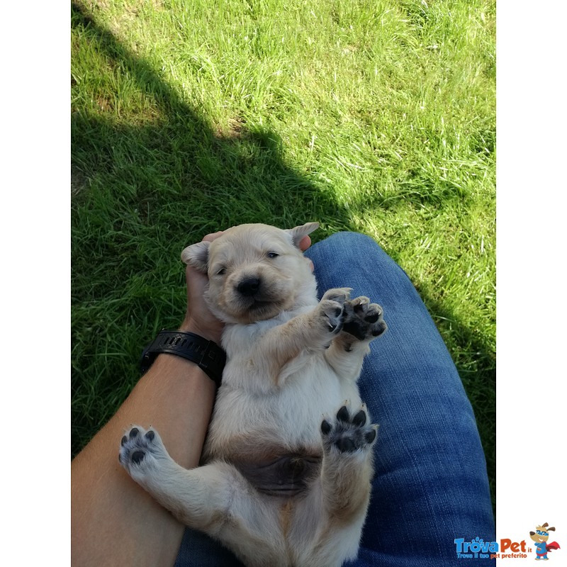 Cuccioli Golden Retriever di alta Genealogia - Foto n. 4