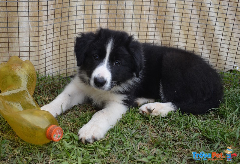 Cucciola Border Collie con Pedigree - Foto n. 1