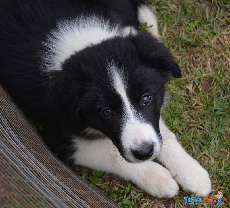 Cucciola Border Collie con Pedigree - Foto n. 2