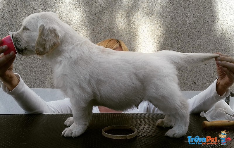 Cuccioli di Golden Retrievers - Foto n. 1