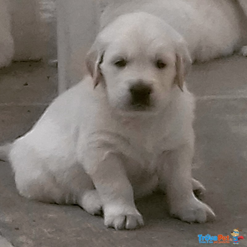 Cuccioli di Golden Retrievers - Foto n. 2