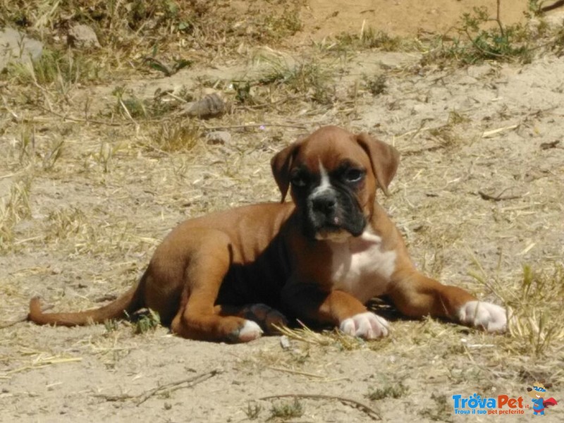 Cuccioli Boxer Puri - Foto n. 2