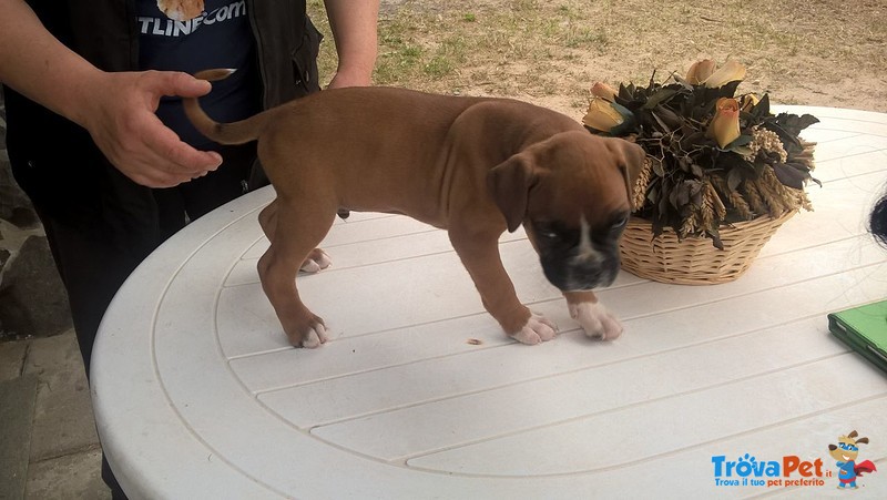 Cuccioli Boxer Puri - Foto n. 4