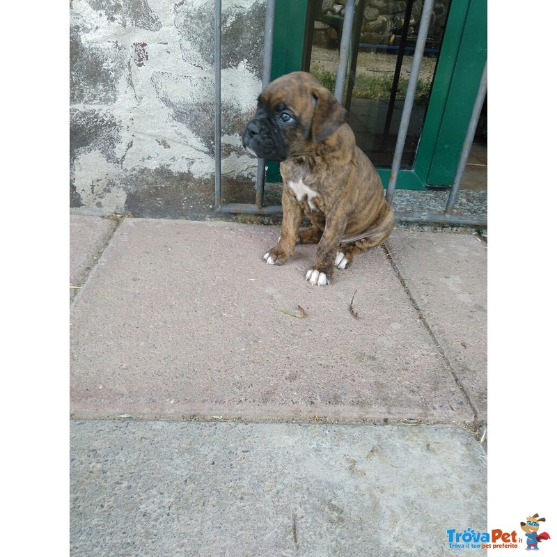 Cuccioli Boxer Puri - Foto n. 5