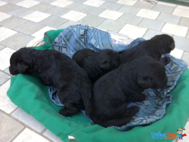 Cuccioli Riesenschnauze - Foto n. 3